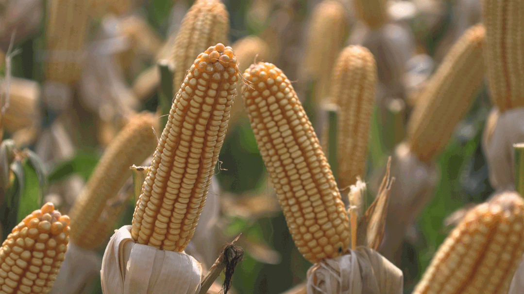 1634202523146136.gif 102.gif